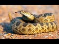SNAKE BITE