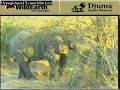 Elephant bull and hyena - Part 1