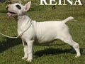bullterriers coraje algunos de nuestros campeones( champions