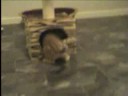 Tabby Cat Smackdown Wrestling at its best Tabby Cat Smackdown Wrestling at its best