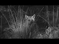Carcass-Cam Fox November 2009