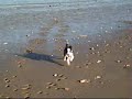 My Border Collie puppy on the beach (3)