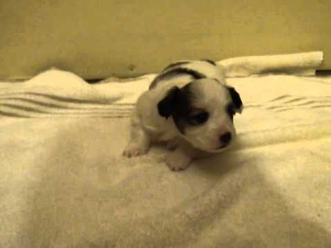 Baby Panda Male Papillon