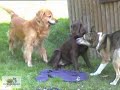 falco-dogo-argentino.html