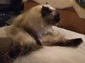 Himao grooming 3