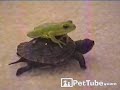 Frog Rides Turtle