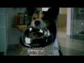 BASSET hound Reklama pedigree z bassetami z polany Klapouchego