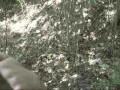 Brunswick stew.wmv