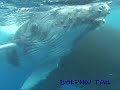 ???????????rurutu Is? humpback whale?No?10