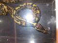 a tribute to snakes