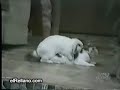 ¿Que hacern los animales sin pareja?