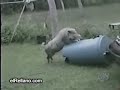 ¿Que hacern los animales sin pareja?