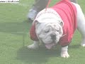 Uga VII introduced in Sanford Stadium HQ Uga VII introduced in Sanford Stadium HQ