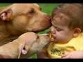 Pitbull Terriers
