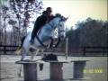 videos de Joshua PHOTOS-   Gray, TB, Gelding for sale in GA