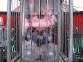 Dorney Park The Haunt Electrocution Man