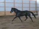 videos de Espino - Black Hanoverian Stallion