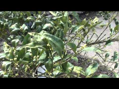 how to fertilize citrus trees in california