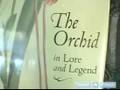 How to Care for an Orchid Plant: Basic Advice for Beginners : What to Do After Potting an Orchid: Tips & Advice for Proper Orchid Care