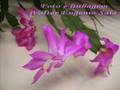 Flor de Maio; Schlumbergera; Christmas Cactus