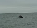 Peninsula Valdes-Ballenas