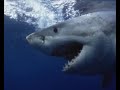 Great White Sharks Australia www.BB-films.com