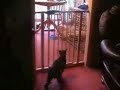 Dünyanın en kötü sıçrayışı bu kedi arkadaşımızdan geliyor http://bit.ly/kEzoR5 (Pazartesi Gülmeliği)