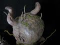 Forest Creature Strange Vinyl Art Toy By Miscreation