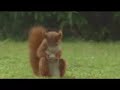 белка попила пиво и играет орехом в футбол ))))))