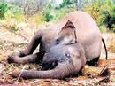 Who Cares-Vol 1-TUSK Who Cares-Vol 1-TUSK