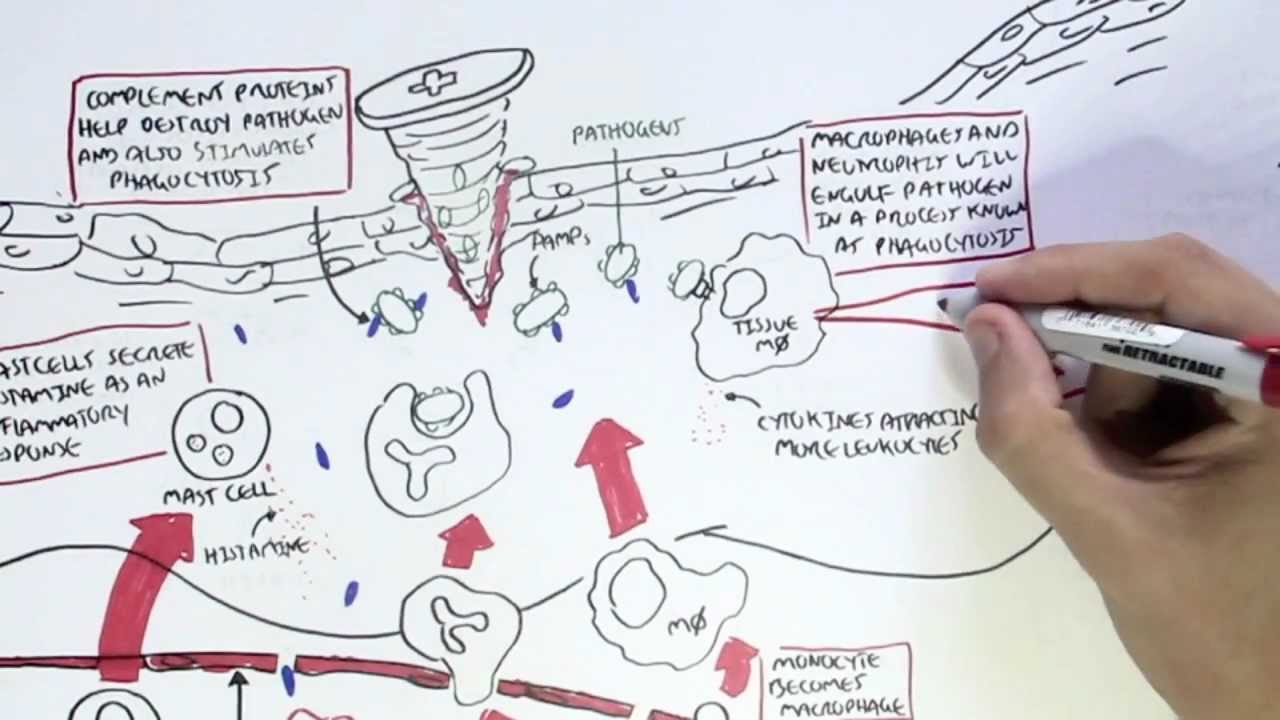 Immunology Map IV - Innate Immune response I