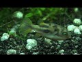 Carinotetradon travancoricus find snail to eat among lot of shells