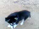 Duke y chupeta