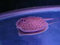 motoro stingray eating and swimming around