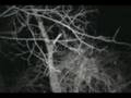 Crossed out bluff coon finaly gets treed. Walker and a Bluetick. [nwards]