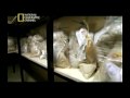 Drogas HeroÃna y CocaÃna 3 (Como la hacen)
