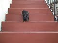 Brussels Griffon