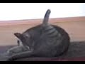 katze zeigt stinkefinger katze zeigt stinkefinger