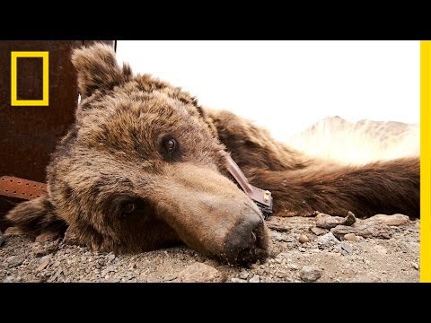 Saving the World's Rarest Bear