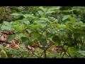 How to Grow Blueberries