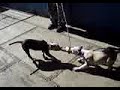 BUCANERO (blanco) vs KIRA (blanco/negro) CYBER MUNDO ESCOLAR