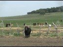 un toro peligroso