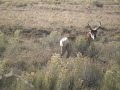 Utah Antelope Hunting (Extended Version)