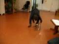 Puppy-Aptitude-Test-