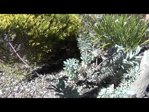 how to harvest white sage