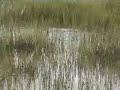 Redfish feeding in grass