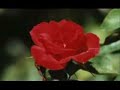 JOS� AUGUSTO - M�E