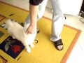 Bichón Frisé video
