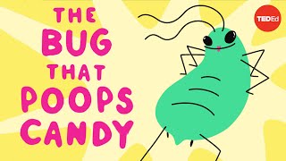 The bug that poops candy George Zaidan