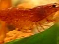 videos de Krewetka Red Cherry®